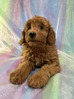 Male Mini goldendoodle 2277 , a male Miniature Goldendoodle for sale in Joice, IA – Photo 9 of 9