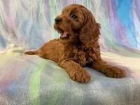 Male Mini goldendoodle 2277 , a male Miniature Goldendoodle for sale in Joice, IA – Photo 3 of 9