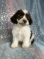 Male Schnoodle 2345, a male Schnoodle for sale in Joice, IA – 5 of 7