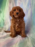 Male mini Goldendoodle 2278, a male Miniature Goldendoodle for sale in Joice, IA – Photo 9 of 9