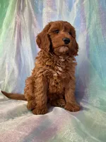 Male mini Goldendoodle 2278, a male Miniature Goldendoodle for sale in Joice, IA – Photo 8 of 9