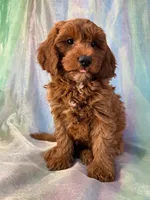 Male mini Goldendoodle 2278, a male Miniature Goldendoodle for sale in Joice, IA – Photo 3 of 9