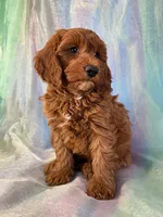Male mini Goldendoodle 2278, a male Miniature Goldendoodle for sale in Joice, IA – Photo 5 of 9
