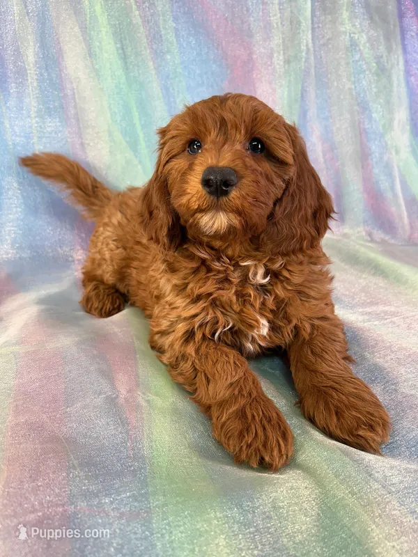 Male mini Goldendoodle 2278 – Miniature Goldendoodle puppy for sale in Joice, IA