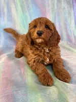 Male mini Goldendoodle 2278, a male Miniature Goldendoodle for sale in Joice, IA – Photo 1 of 9