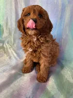 Male mini Goldendoodle 2278, a male Miniature Goldendoodle for sale in Joice, IA – Photo 7 of 9