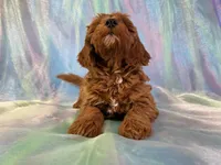 Male mini Goldendoodle 2278, a male Miniature Goldendoodle for sale in Joice, IA – Photo 2 of 9