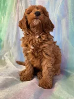 Male mini Goldendoodle 2278, a male Miniature Goldendoodle for sale in Joice, IA – Photo 6 of 9
