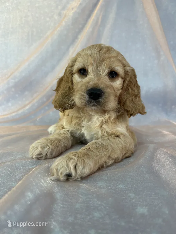 Male Cockapoo 2298 – Cockapoo puppy for sale in Joice, IA