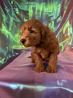 Female Mini Goldendoodle 2343, a female Miniature Goldendoodle for sale in Joice, IA – 9 of 9