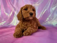 Mini Goldendoodle 2252, a female Miniature Goldendoodle for sale in Joice, IA – Photo 3 of 10