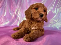 Mini Goldendoodle 2252, a female Miniature Goldendoodle for sale in Joice, IA – Photo 6 of 10