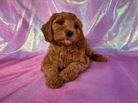 Mini Goldendoodle 2252, a female Miniature Goldendoodle for sale in Joice, IA – Photo 7 of 10