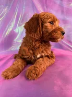 Mini Goldendoodle 2252, a female Miniature Goldendoodle for sale in Joice, IA – Photo 2 of 10