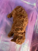 Mini Goldendoodle 2252, a female Miniature Goldendoodle for sale in Joice, IA – Photo 10 of 10