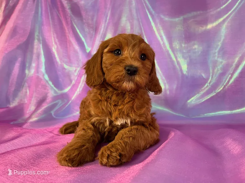 Mini Goldendoodle 2252