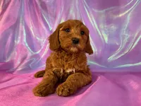 Mini Goldendoodle 2252, a female Miniature Goldendoodle for sale in Joice, IA – Photo 1 of 10