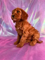 Mini Goldendoodle 2252, a female Miniature Goldendoodle for sale in Joice, IA – Photo 4 of 10