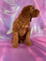 Mini Goldendoodle 2252, a female Miniature Goldendoodle for sale in Joice, IA – Photo 8 of 10