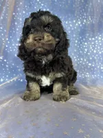 Tri colored male Cockapoo, a male Cockapoo for sale in Joice, IA – 2 of 7