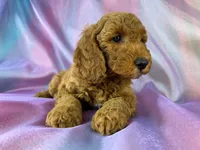 Male Male Mini Goldendoodle 2327, a male Miniature Goldendoodle for sale in Joice, IA – 8 of 10