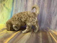 Female Mini Goldendoodle 2294, a female Miniature Goldendoodle for sale in Joice, IA – 7 of 10