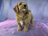Female Bichon poo 2356, a female Bichpoo for sale in Joice, IA – 10 of 10