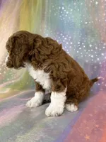 Male Bichon Poo 2324, a male Bichpoo for sale in Joice, IA – 4 of 10