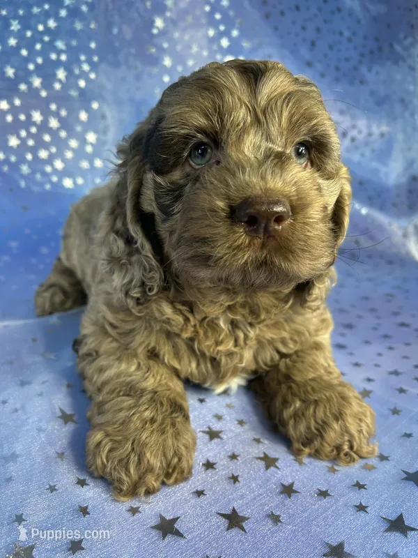 Merle Cockapoo  – Cockapoo puppy for sale in Joice, IA