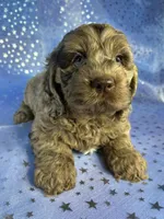 Merle Cockapoo , a male Cockapoo for sale in Joice, IA – 1 of 9