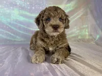 Female mini Goldendoodle 2318, a female Miniature Goldendoodle for sale in Joice, IA – 9 of 10