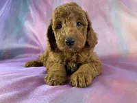 Male Mini Goldendoodle 2325 , a male Miniature Goldendoodle for sale in Joice, IA – 3 of 9