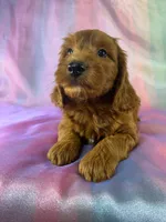 Male Mini Goldendoodle 2326 , a male Miniature Goldendoodle for sale in Joice, IA – 3 of 10