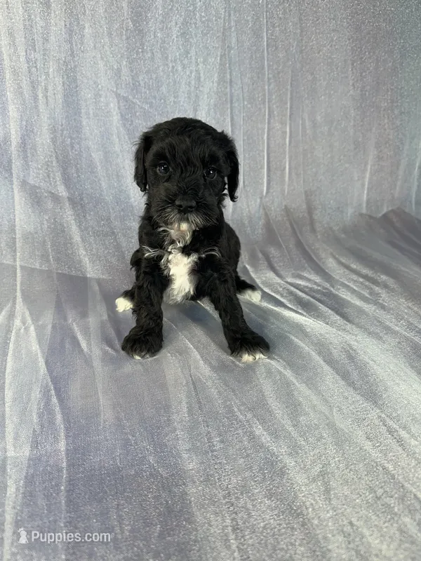 Female Schnoodle 1 – Schnoodle puppy for sale in Joice, IA