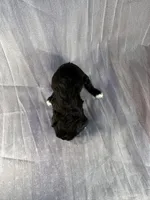 Female Schnoodle 1, a female Schnoodle for sale in Joice, IA – 2 of 2