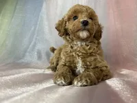 Female Bichon Poo 2400, a male Schnoodle for sale in Joice, IA – 9 of 10