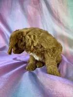 Male Male Mini Goldendoodle 2327, a male Miniature Goldendoodle for sale in Joice, IA – 10 of 10