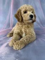 Male Bichon poo 2357, a male Bichpoo for sale in Joice, IA – 7 of 9