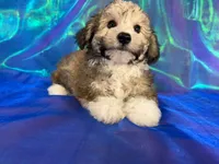 Schnoodle male 2344 , a male Schnoodle for sale in Joice, IA – 2 of 9
