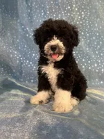 Male Schnoodle 2347, a male Schnoodle for sale in Joice, IA – 8 of 9