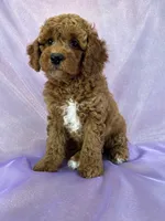 Female Cockapoo 2307, a female Cockapoo for sale in Joice, IA – 6 of 8