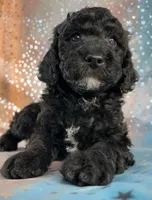 Male Poodle 2380, a male Poodle - Miniature  for sale in Joice, IA – 6 of 7