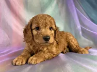 Male Mini Goldendoodle 2328, a male Miniature Goldendoodle for sale in Joice, IA – 4 of 9