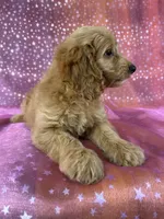 Female Cockapoo 2351, a female Cockapoo for sale in Joice, IA – 3 of 9