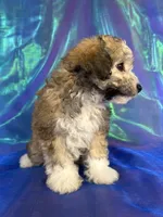 Schnoodle male 2344 , a male Schnoodle for sale in Joice, IA – 8 of 9