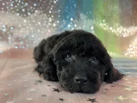 Female Poodle 2381, a female Poodle - Miniature  for sale in Joice, IA – 1 of 9
