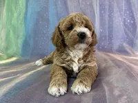 Female Bichon Poodle 2293, a female Schnoodle for sale in Joice, IA – 4 of 5
