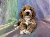 Female Bichon Poodle 2293, a female Schnoodle for sale in Joice, IA – 3 of 5