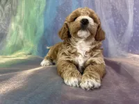 Female Bichon Poodle 2293, a female Schnoodle for sale in Joice, IA – 5 of 5