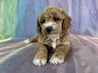 Female Bichon Poodle 2293, a female Schnoodle for sale in Joice, IA – 2 of 5
